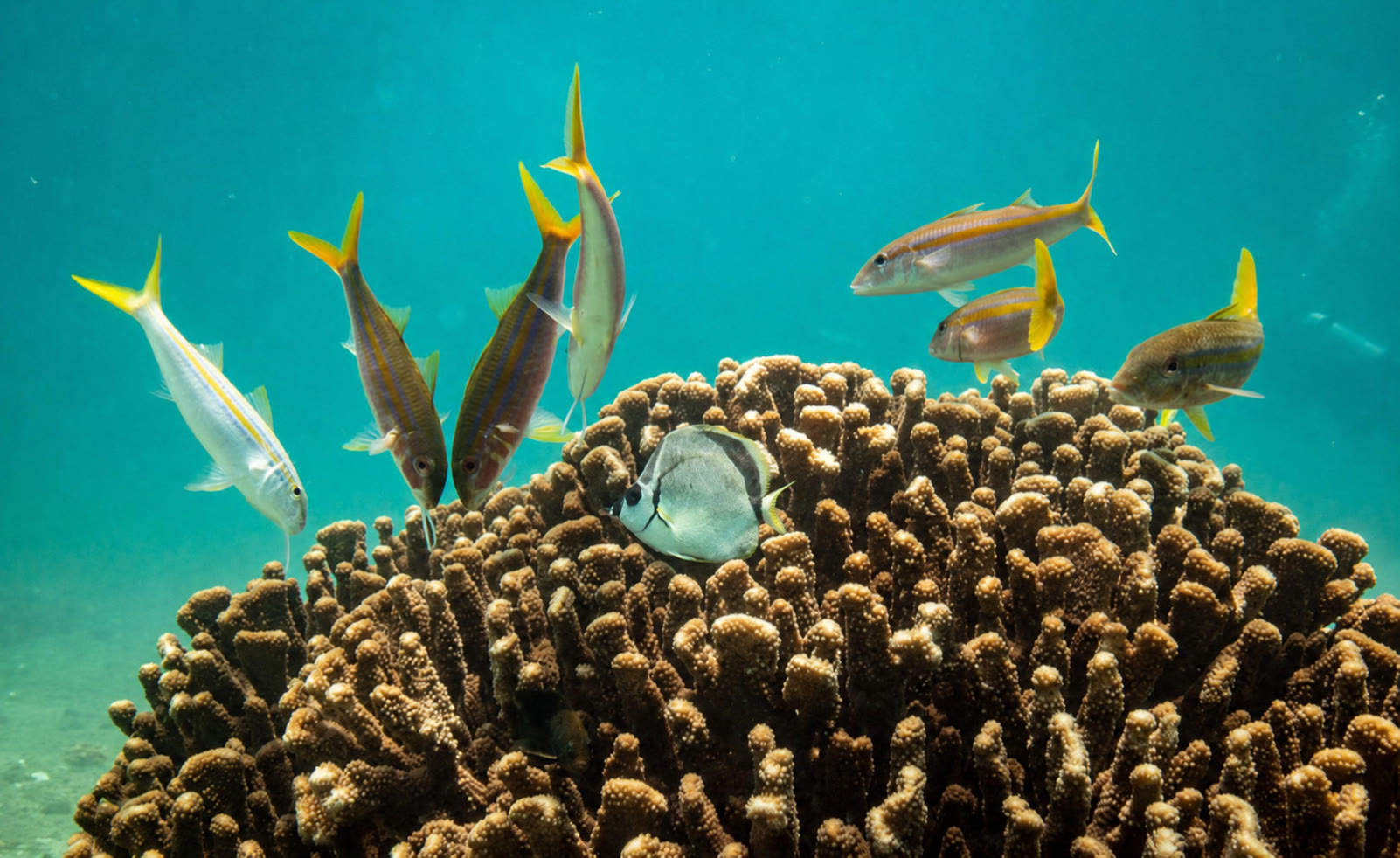 Discovery Center — Sea of Cortez immersive museum (opening special)